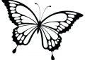 Butterfly Coloring Page for Kid