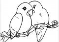 Couple Parrots Bird Coloring Page