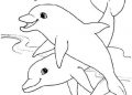 Dolphin Coloring Pages Image