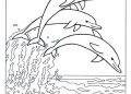 Dolphin Coloring Pages Pictures