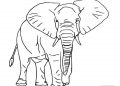 Elephant Coloring Pages Images