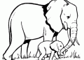 Elephant Coloring Pages with The Kid