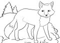 Fox Coloring Page Free Image