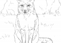 Realistic Fox Coloring Page Images