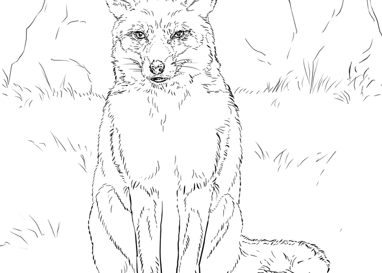 Fox Coloring Page Images - Visual Arts Ideas