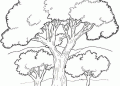 Tree Coloring Page For Kids