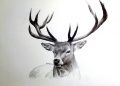 Advance Drawing of Deer Realistic