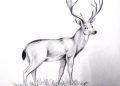 Advance Drawing of Deer with Pencil