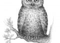 Advance Owl for Drawing