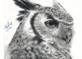 Cool Owl for Drawing Realistic