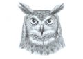 Cool Owl for Drawing of Owl Face