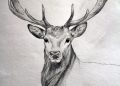 Drawing of Deer