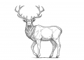 Drawing of Deer Images