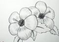 Drawing of Flowers Hibiscus with Pencil