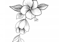 Drawing of Flowers Image
