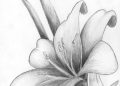 Drawing of Flowers Image with Pencil