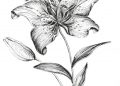 Drawing of Flowers Images with Pencil