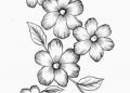 Drawing of Flowers Pencil