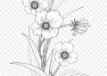 Drawing of Flowers Pictures