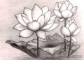 Drawing of Flowers of Lotus Flower