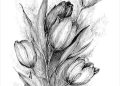 Drawing of Flowers of Tulip