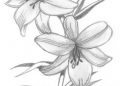 Drawing of Flowers with Pencil