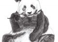 Drawing of Panda Images