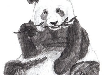 Drawing of Panda - Visual Arts Ideas