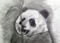 Drawing of Panda Picture