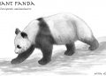 Drawing of Panda Pictures