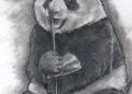 Drawing of Panda Realistic