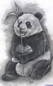 Drawing of Panda - Visual Arts Ideas