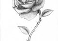Drawing of Rose