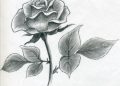 Drawing of Rose Easy