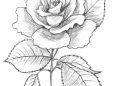 Drawing of Rose Image