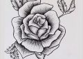 Drawing of Rose with Pencil