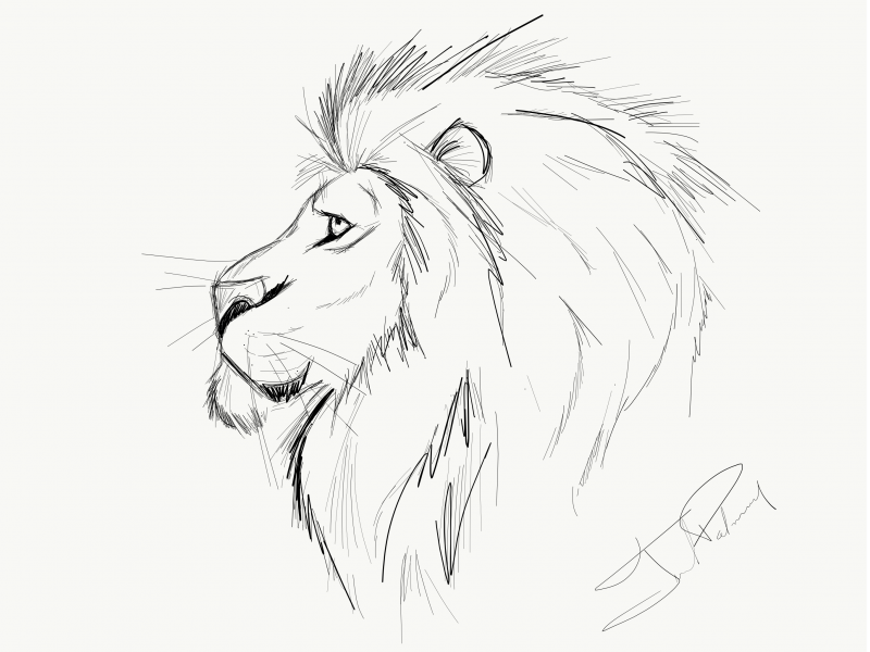 15 Lion Drawing Ideas - Visual Arts Ideas