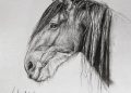 Head Horse Drawing