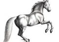 Horse Drawing Images