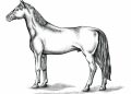 Horse Drawing Picture