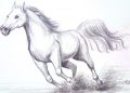 Horse Drawing Pictures