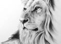 Lion Drawing Advance