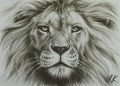 Lion Drawing Face