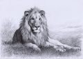 Lion Drawing Realistic