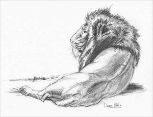 15 Lion Drawing Ideas - Visual Arts Ideas