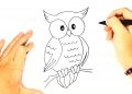 Little Owl for Drawing