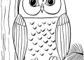 Owl for Drawing Easy