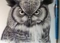 Owl for Drawing Realistic