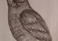 Owl for Drawing of Realistic Drawing