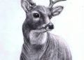 Realistic Drawing of Deer